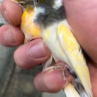 Canarini novelli 2025 pezzati