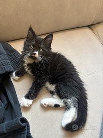 Gattina Maine coon