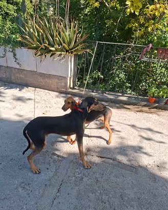 Cuccioli di segugio italiano