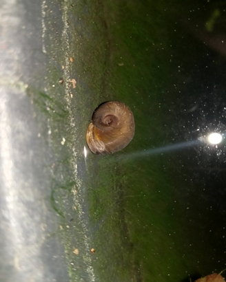 Planorbarius