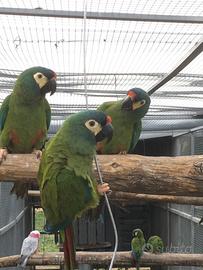 Ara Maracana e altre specie