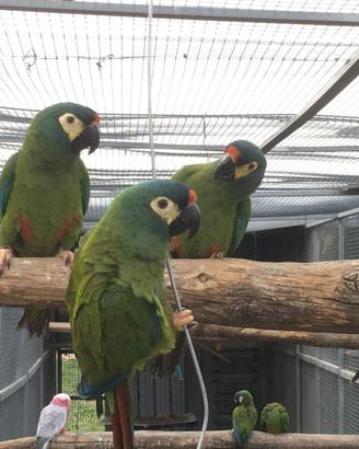 Ara Maracana e altre specie
