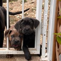 Cucciola Cane Corso