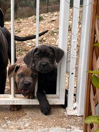 Cucciola Cane Corso