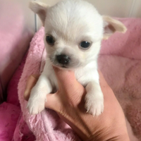 Chihuahua toy