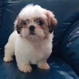 Cuccioli di shitzu