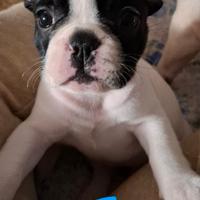 Bulldog Francese