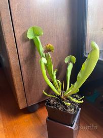 Sarracenia x barba