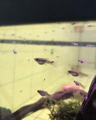Pesci guppy femmina