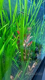 Rosette di vallisneria spiralis