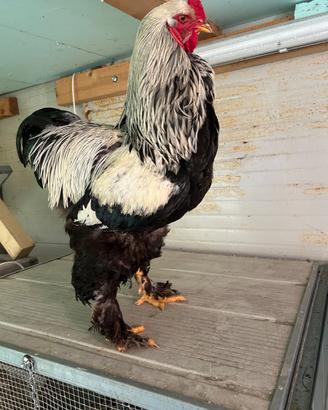 Gallo razza Dark Brahma