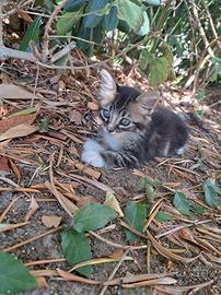 Greta,dolcissima gattina di 2 mesi