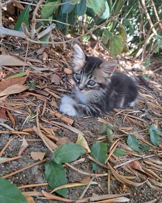 Greta,dolcissima gattina di 2 mesi