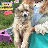 BUCK simil volpino pomerania in adozione