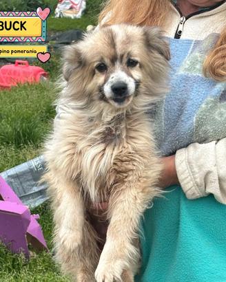 BUCK simil volpino pomerania in adozione
