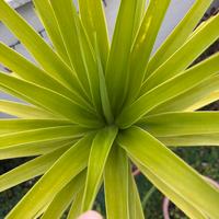 Yucca pianta da giardino