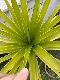 Yucca pianta in vaso