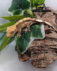 Ciliatus / Geco Crestato ID: BR