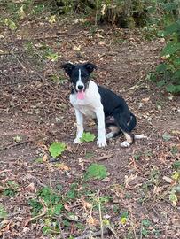 Border Collie