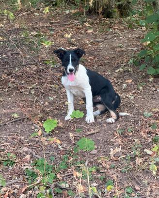 Border Collie
