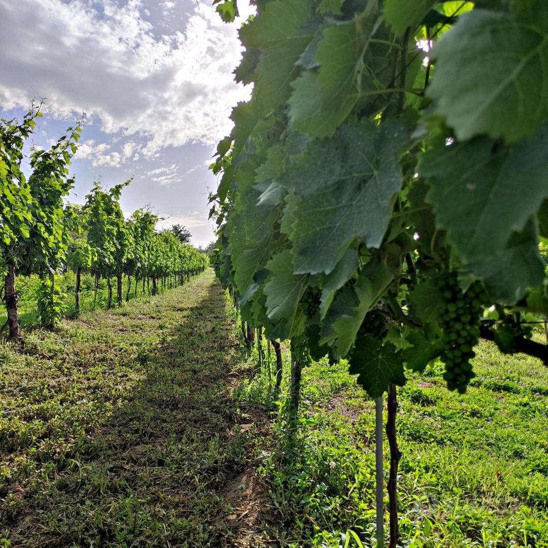 Terreno Agricolo con Vigneto e Uliveto - Vista 2
