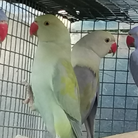 Parrocchetti dal collare