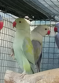 Parrocchetti dal collare