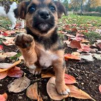 Cagnolini carini