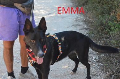 Stupenda Emma, simil pastore