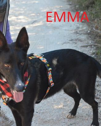 Stupenda Emma, simil pastore