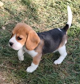 Beagle pedigree enci
