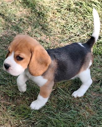 Beagle pedigree enci