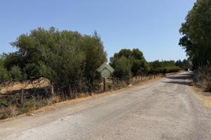 TER. AGRICOLO A CINISI