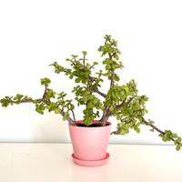 Portulacaria Afra o Cespuglio dell’Elefante