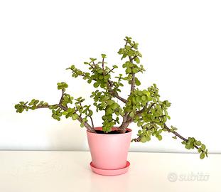 Portulacaria Afra o Cespuglio dell’Elefante