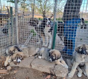 Cuccioli di Pastore dei Carpazi con pedigree