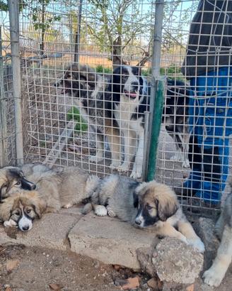 Cuccioli di Pastore dei Carpazi con pedigree