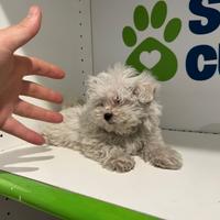 Maltese " mini toy " piccolissimi disponibili