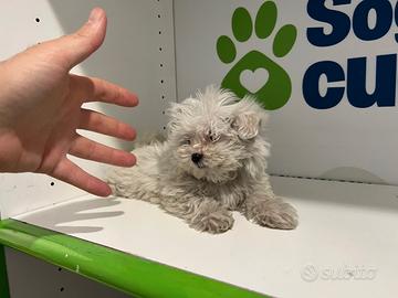 Maltese " mini toy " piccolissimi disponibili