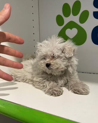 Maltese " mini toy " piccolissimi disponibili