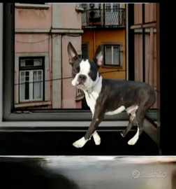 Boston terrier