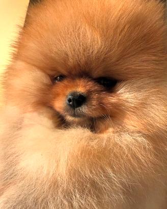 Spitz nano di pomerania