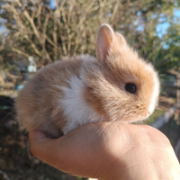 Conigli nani colorati cuccioli