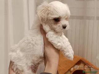 Maltese cucciola