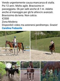 Cavallo psi castrone 12 anni