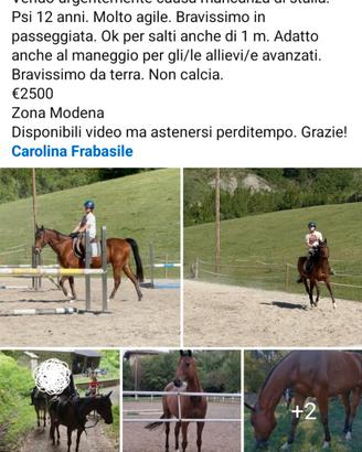 Cavallo psi castrone 12 anni