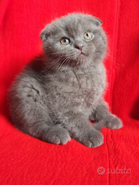 Cuccioli Scottish fold e Scottish straight