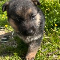 Cuccioli pastore tedesco