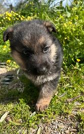 Cuccioli pastore tedesco