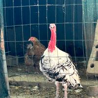 Tacchino bianco ermellinato